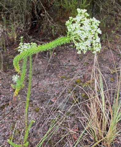 Selago corymbosa aiming high